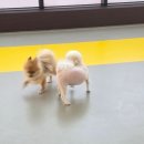루앤멍 | 일산애견유치원, 루앤멍 24시에서 우리 댕댕이 신세계를 경험하다!