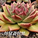 아담과이브