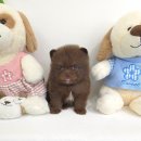 꽃강아지 이미지