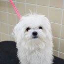 러브썸그루밍샵 이미지