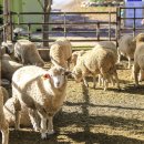 용문목장 이미지