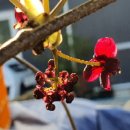 (주)삼엽 이미지