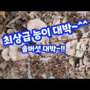 능이 솔버섯 대박 이미지