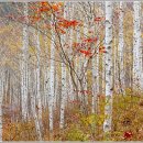 자작나무 이미지