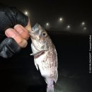 11545-03-26-28 | 새만금 출조 후기(26/03/28) <우럭>