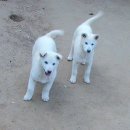 강생이네 이미지