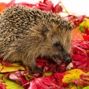 아우름 동물병원 이미지