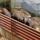 중앙산업 도축장 이미지