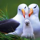 알바트로스 이미지