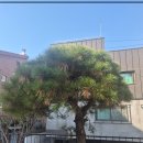 강과소나무 | 광주 소나무 전지작업 및 수형 정리 작업 업체 후기
