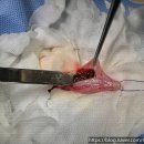 선부중앙동물의료센터 이미지