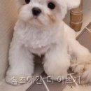 오늘도 이쁘개 | 속초애견 더 이쁘개 강원특별자치도 반려동물미용 다녀왔는데 와.. 이렇게 달라지네