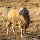 수용목장 | 꽃이 가득한 양평 양떼목장 방문 후기 | 입장료 주차 정보