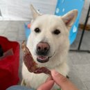 뽀송하개 이미지