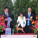 베스트 인 쇼 이미지