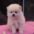 우쭈쭈 애견샵 이미지