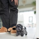 블루퍼피 이미지