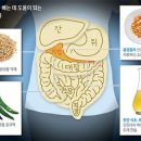 고추의 매운 성분, 암세포 파괴 과정 밝혀져 이미지