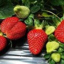 노지 딸기 키우기! 🍓 볏짚을 깔아 재배 방법과 딸기 수확 이미지