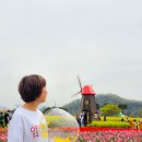 낙동강남지유채마을협동조합 | 창녕 남지 유채꽃축제 낙동강 유채꽃밭 체육공원 주차 실시간 개화