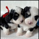 아담스펫 강아지분양 고양이분양 인천본점 이미지