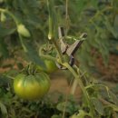 늘푸른농장(2) 이미지