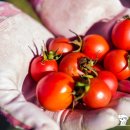 새누리농장 이미지