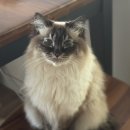 냥클래스 | 성남 위례 l 무마취 고양이 고감 미용&amp;호텔 냥클래스 후기