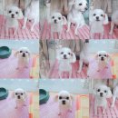 별이랑 Daum카페