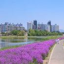 별따라꽃따라 | 영천 작약꽃 축제 일정 위치 주차장 완벽 정리