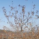 조성농장 이미지