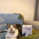 노벨약국 | [고양이 슬개골 탈구 관리] 혜자의 관절을 위한 선택! 큐어펫 관절영양제 솔직 후기🐾