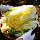 해남 절임배추 20kg 28,000원 이미지