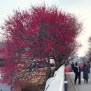매곡동 주민센터 | 순천 홍매화 명소 매곡동 탐매마을 홍매화길 3월 꽃구경