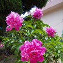 무을초등학교 이미지