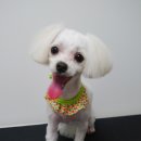 도리도리펫샵 이미지