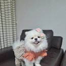 예쁘다 펫살롱 이미지