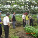 참다래농장 이미지