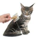 그루밍포유 이미지