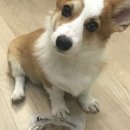 은하수 펫푸드 이미지