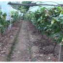 관암농장 이미지