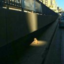 나의 집사 이미지