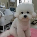 시블링즈 이미지