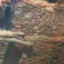 우산쓴고양이 이미지