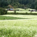 봉평메밀 이미지