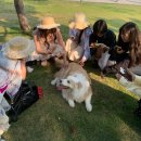 경상북도교육청김천오토캠핑장 | [30개 리스트] 경상북도에서 운영하는 공공 야영장(지자체)- 반려견 출입 유무, 특징까지