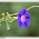 장항체육공원 이미지