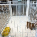 크림푸들 가족이야기 이미지