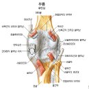 경골,비골.발목/신경 이미지