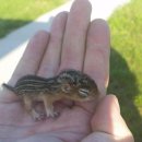 아기다람쥐 이미지